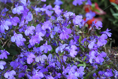 Beautiful Bright Blue Flowers Stock Photo Dt2121212 Beautiful Bright Blue Flowers Stock Photo