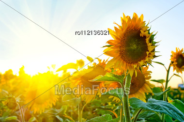 Beautiful Sunflowers At Field With Blue Sky And Sunburst Stock Photo