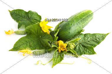 Cucumber White Flowers And Leaves Stock Photo