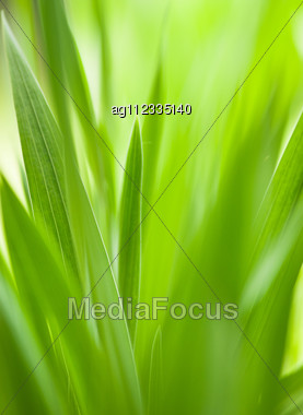 Green Grass With Shallow DOF.Useful As Nature Pattern Stock Photo
