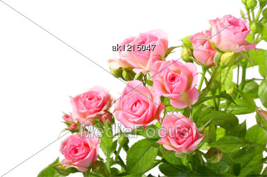 Group Of Pink Roses With Green Leafes Close-up Studio Photography Stock Photo