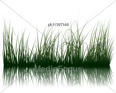 Grass Silhouettes Background With Reflection In Water. All Objects Are Separated Stock Photo
