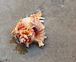 Tropical Closeup Of Colored Sea Shell Over Wet Sand - stock photo