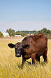 Stock Photo : Sunlight Stock Photography: Cow On A Green Dandelion Field, Blue Sky