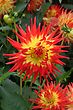 Dahlia Is A Genus Of Bushy, Tuberous, Perennial Plants Native To Mexico, Central America, And Colombia - stock photography