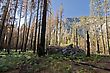 America Forest Floor, Kings Canyon National Park, California, USA - stock photography
