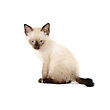 Stock Photo : Playful Stock Image: Funny Playful Siamese Kitten