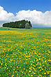 Green Meadow In May, Covered With Yellow Flowers Of Dandelions, And Blue Sky With Clouds