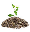 Leaf Stock Image: Green Tea With Leafs