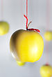 Stock Photo : Hanging Stock Image: Group Yellow Apples Hanging On A Red Threads