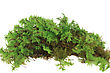 Stock Photo : Lush Stock Image: Heap Of Green Moss Closeup Studio Photography