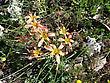 Stock Photo : Groups Small Pictures: Lapeirousia pyrimidalis around Moraea miniata