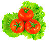 Leaf Pictures: Lush Tomatos With Green Leafs. Isolated Over White