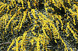 Tropical Mimosa Tree Yellow Flowers Background. - stock image