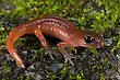 Stock Photo : Creatures Mythical Pictures: A Monterey Ensatina (Monterey Ensatina Eschscholtzii Eschscholtzii); Los Angeles, County, California