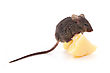 Stock Photo : Macro Stock Photo: Mouse And Cheese