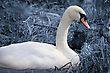 Stock Photo : Perfect Stock Photography: Nesting Swan