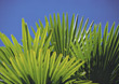 Stock Photo : Palm Stock Photography: Palm Leafs