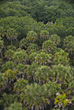 Stock Photo : Palm Stock Photo: Palm Trees