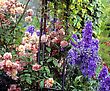 Stock Photo : Creatures Mythical Pictures: Roses And Delphiniums, Sandford Road, Dublin, Ireland