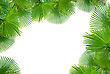 Stock Photo : Palm Pictures: Tropical Green Palms On White Background For Text