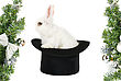 Playful Pictures: White Rabbit At Black Hat - Symbol Of 2011 New Year